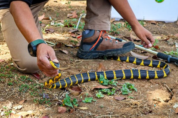 Outing Class Taksonomi & Rescue Hewan Reptil (32)